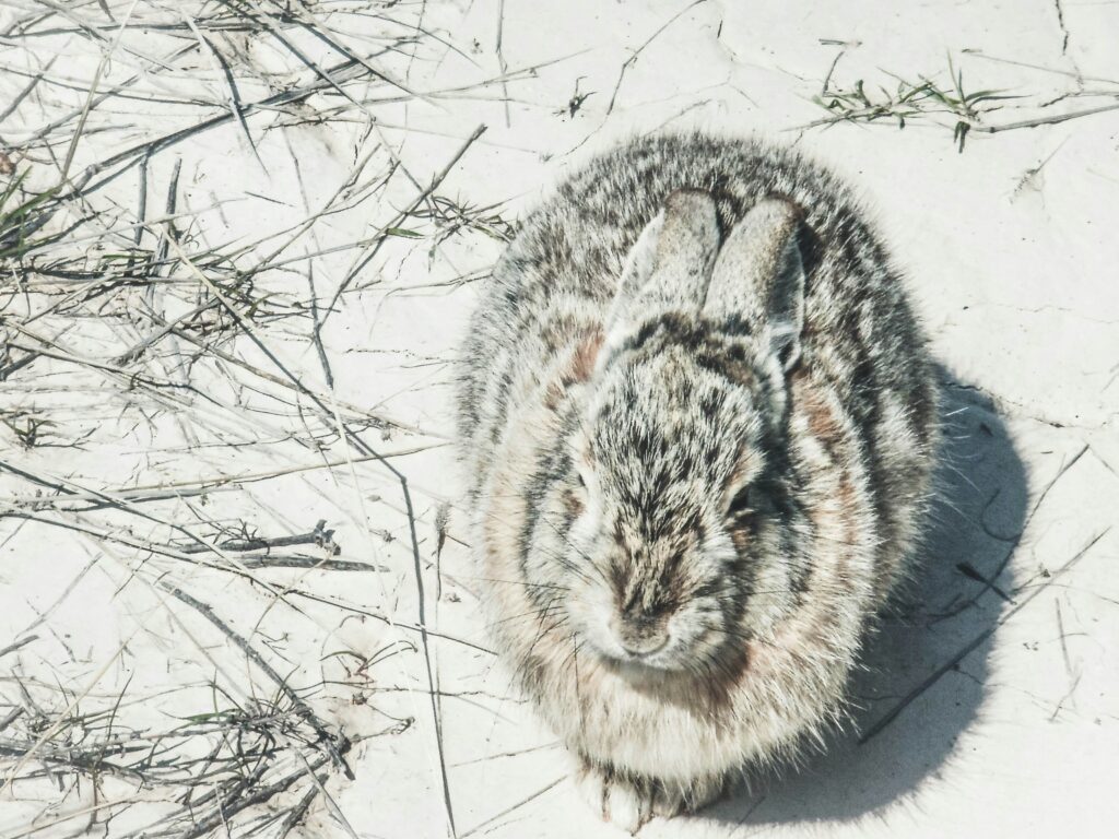 What Is a Snow Bunny Slang Meaning, Origin, and Modern Usage Explained illustrating slang definition, online usage, and cultural meaning in modern media.