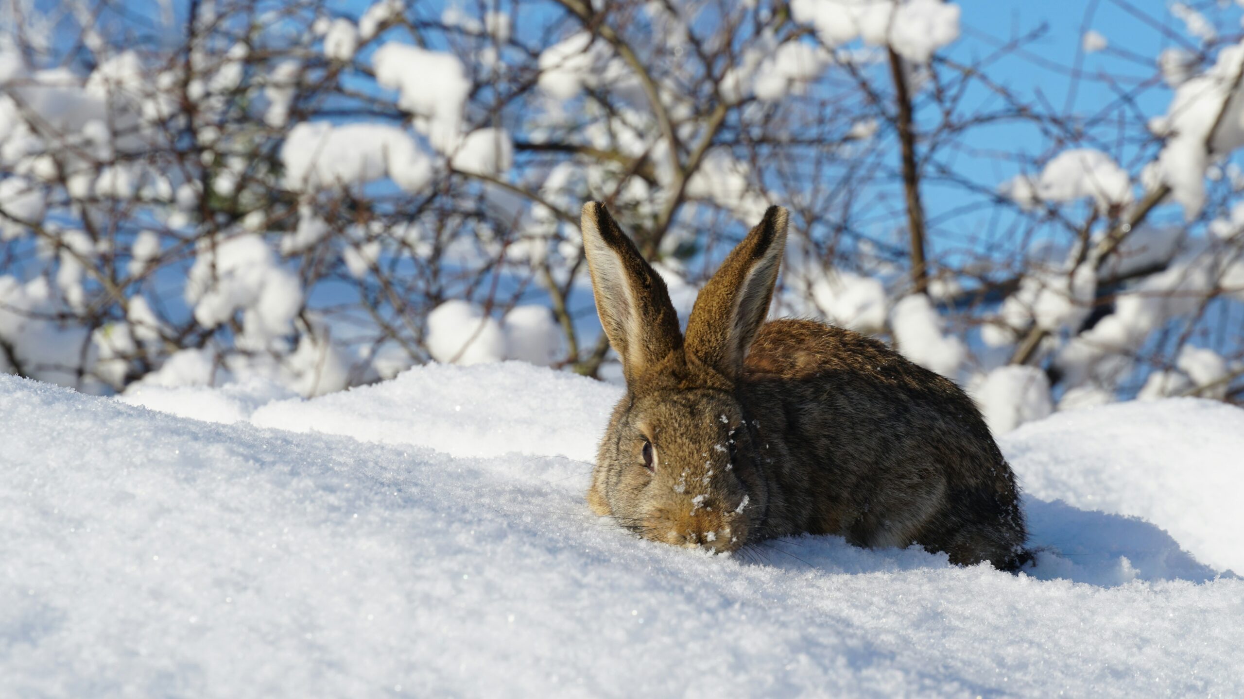 What Is a Snow Bunny Slang? Meaning, Origin, and Modern Usage Explained, Clear Guide with Fascinating Insights
