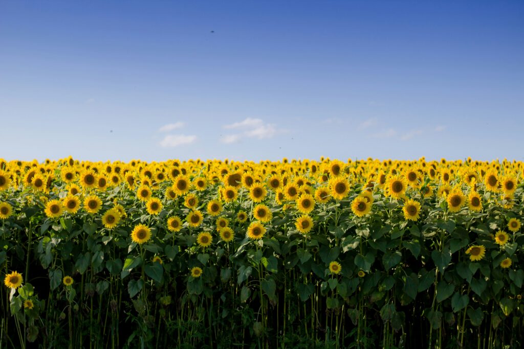Sunflower Puns A Simple Collection of Plant Words That Make You Smile showing blooming sunflowers with funny plant jokes and clever nature-themed puns.