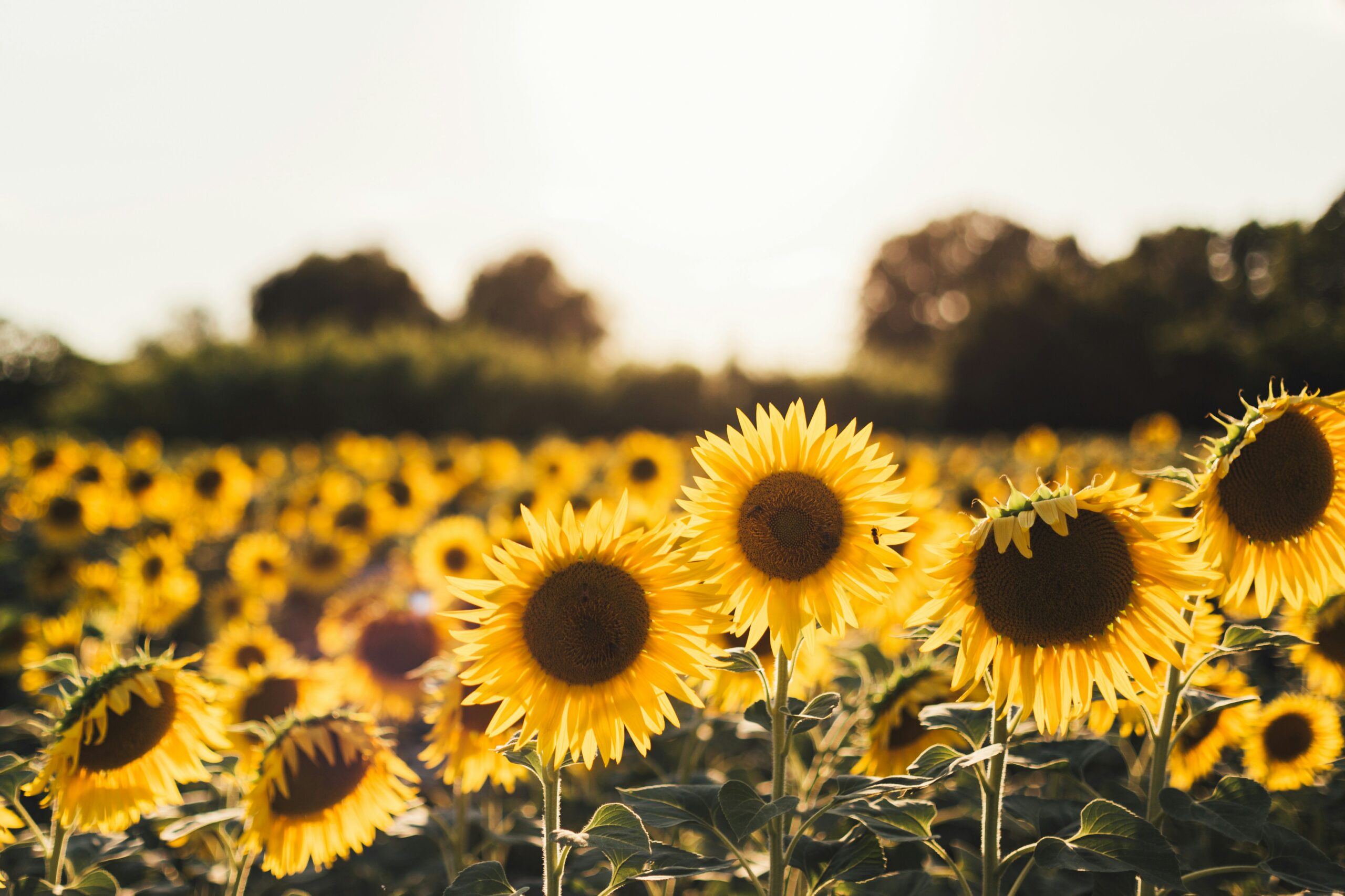 Sunflower Puns A Simple Collection of Plant Words That Make You Smile